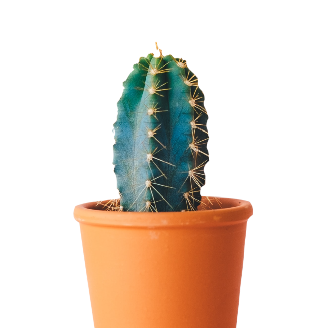 Kaktus Plants