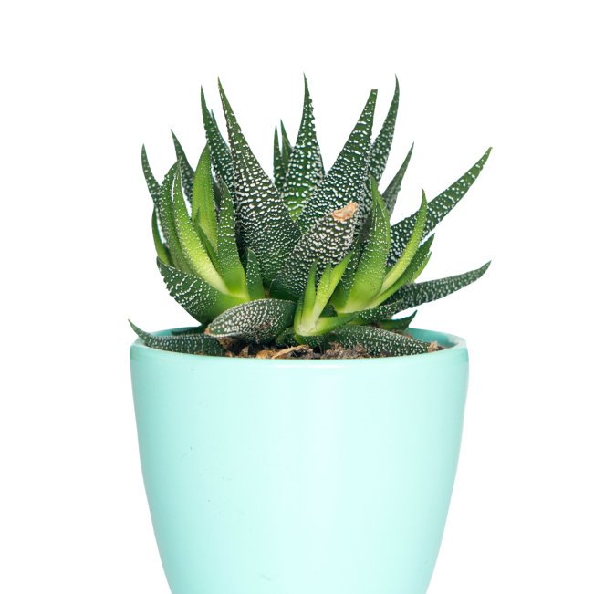 Kaktus Plants