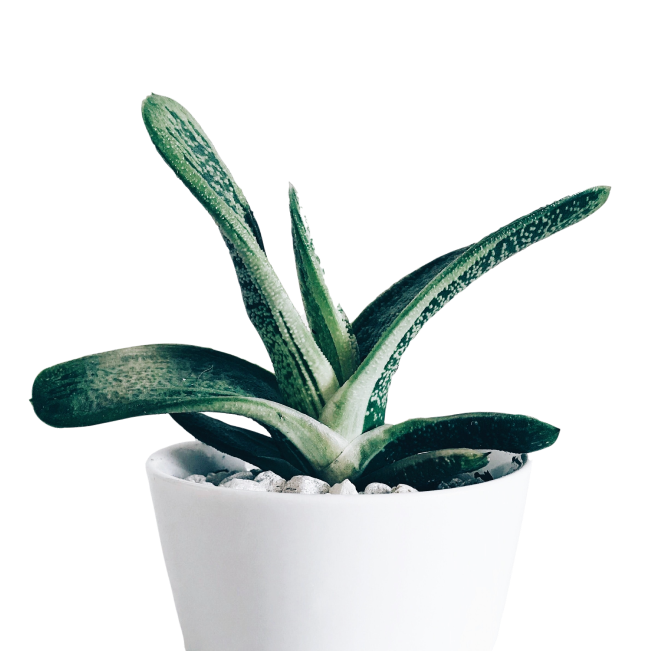 Kaktus Plants