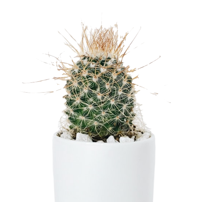 Kaktus Plants
