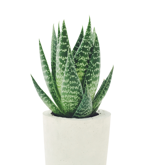 Kaktus Plants